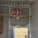 Lutino Galahs