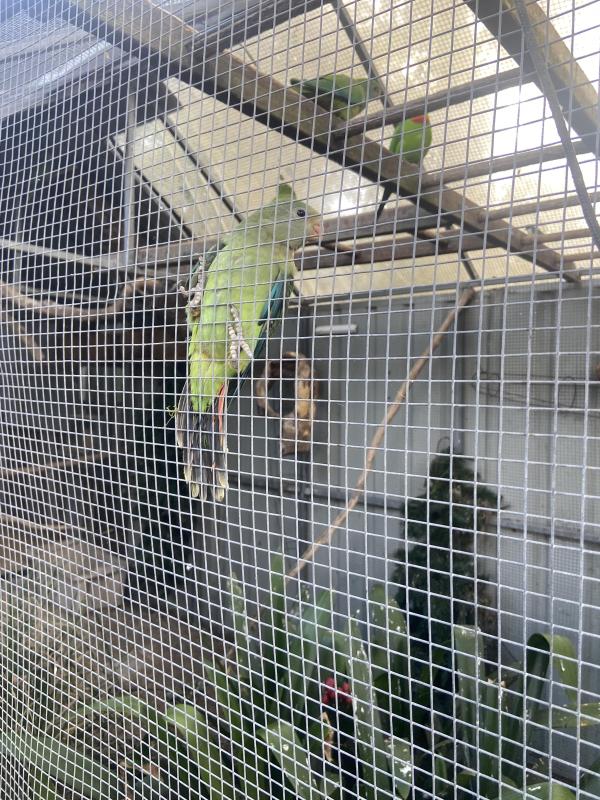 Superb parrots