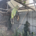 Superb parrots