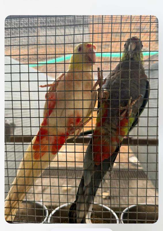 Mutations red caps
