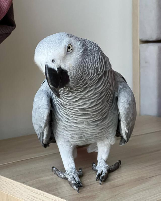 2-African grey parrots available