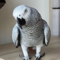 2-African grey parrots available