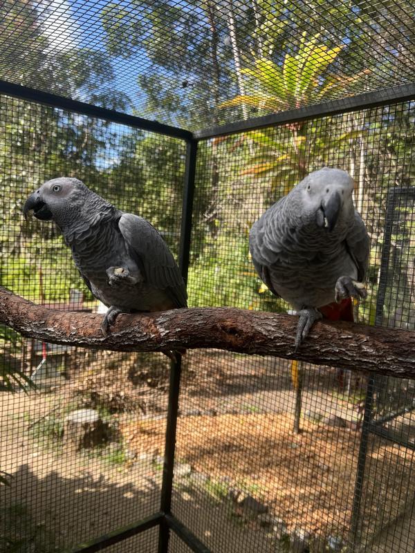 African Grey Pair