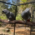 African Grey Pair