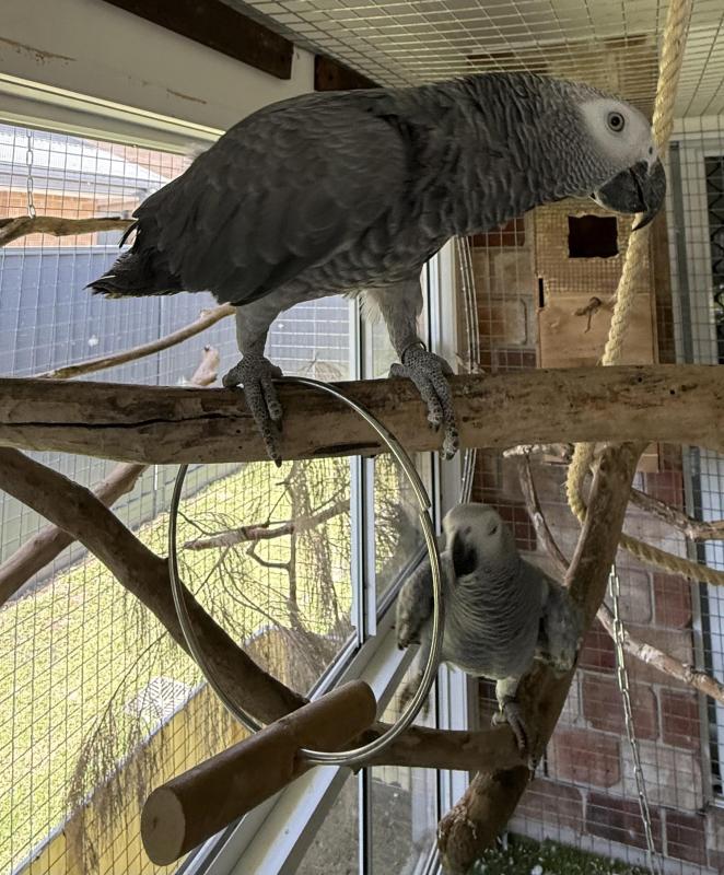 African grey bonded DNA pair