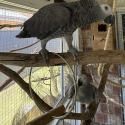 African grey bonded DNA pair