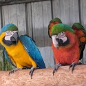 Harlequin hen. Blue and gold cock swap African greys