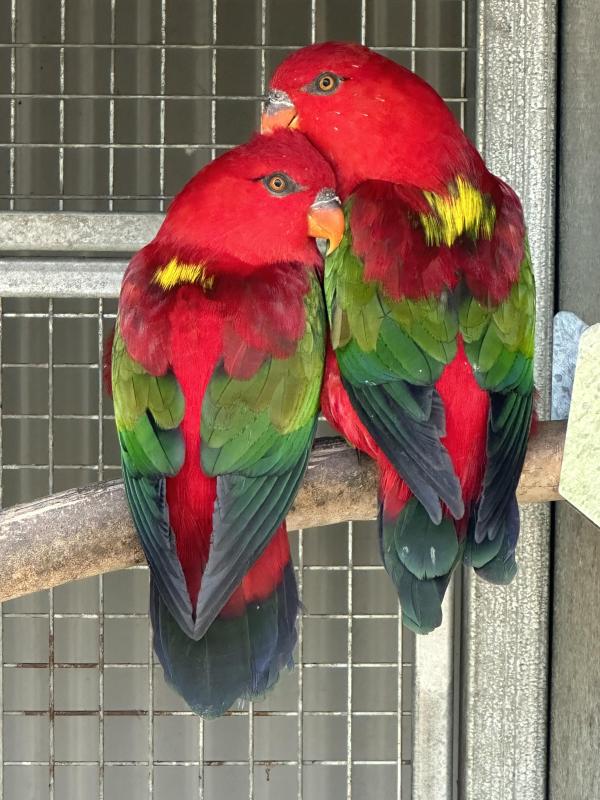 Gorgeous Chattering Lory Pair for Sale