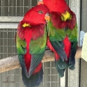 Gorgeous Chattering Lory Pair for Sale
