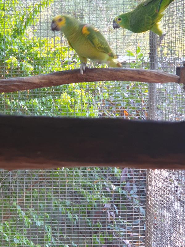 Blue fronted Amazons