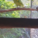 Blue fronted Amazons