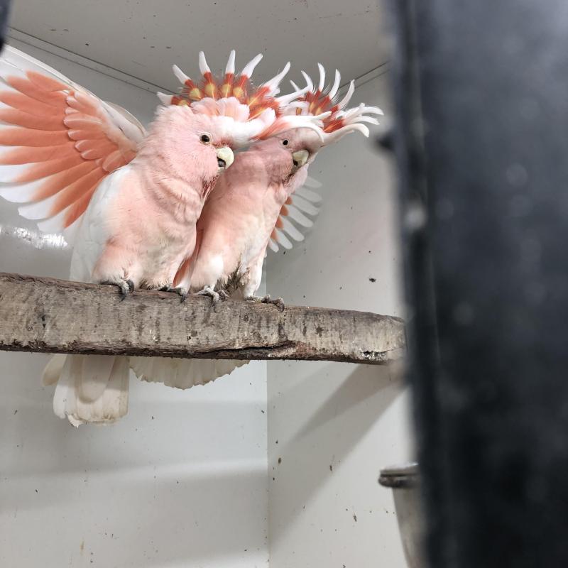 Major Mitchell Cockatoos