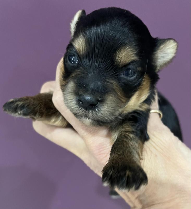 Yorkshire terrier puppies