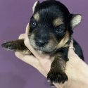 Yorkshire terrier puppies