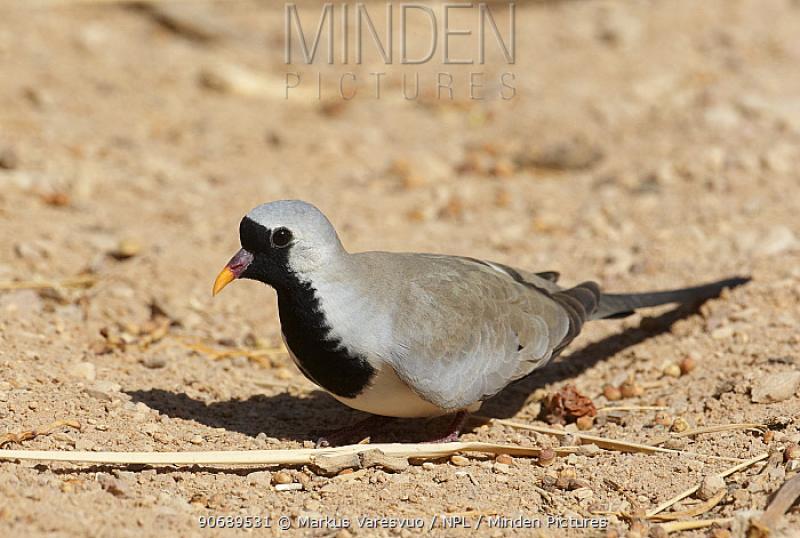 Masked Doves