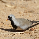 Masked Doves