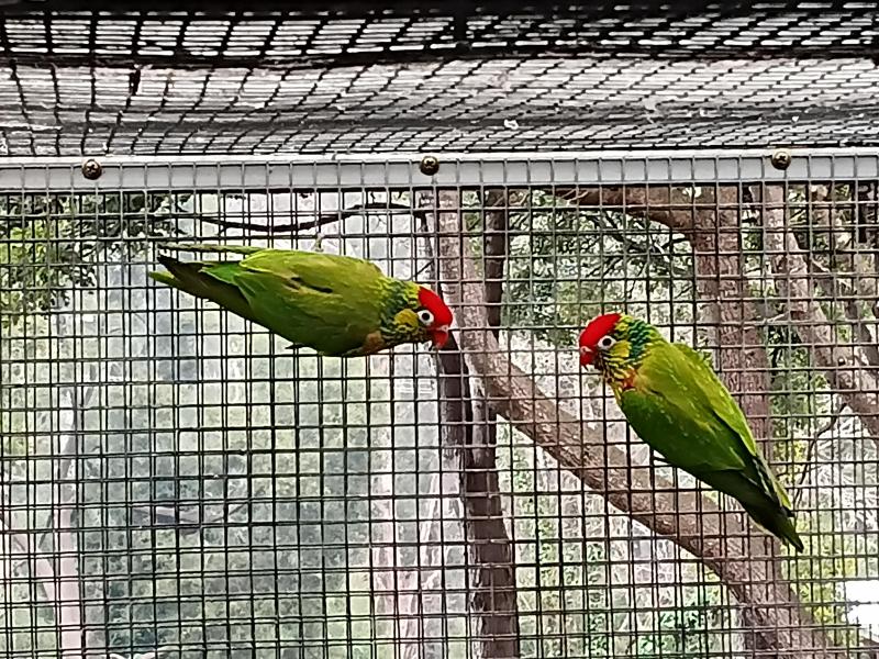 Varied lorikeets