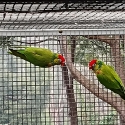 Varied lorikeets