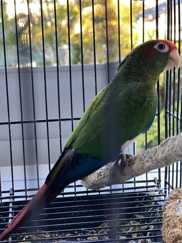Rose Crowned Male