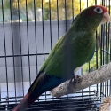 Rose Crowned Male
