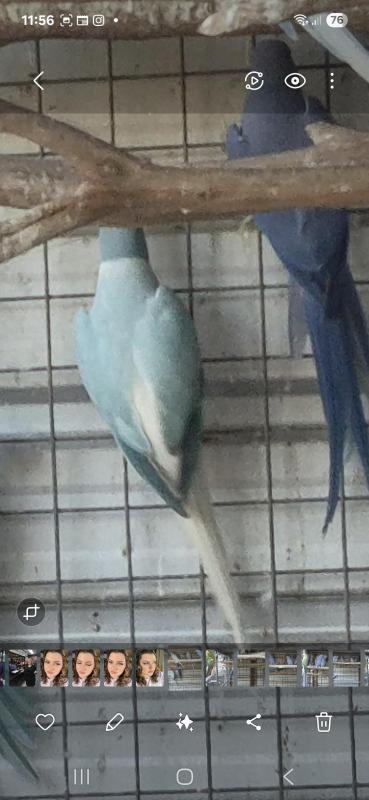 INDIAN RINGNECK