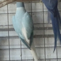INDIAN RINGNECK
