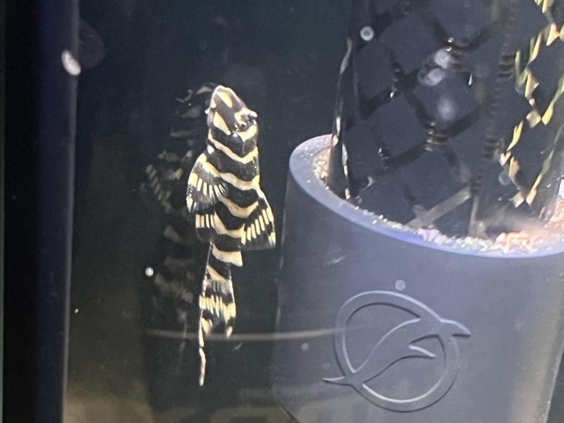 L134 leopard frog pleco fry