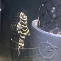 L134 leopard frog pleco fry