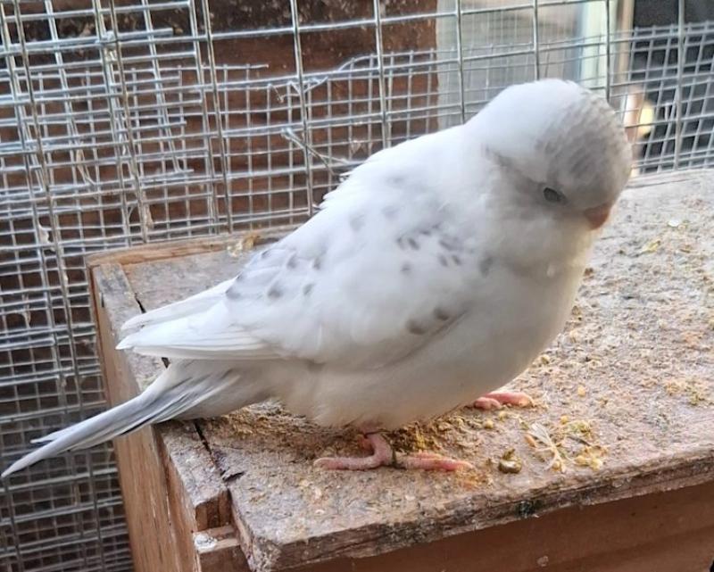 baby budgies