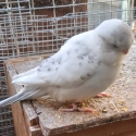 baby budgies