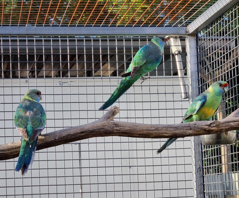 Mallee Ringneck Hens