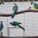 Mallee Ringneck Hens