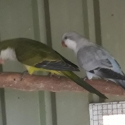 Quaker mutations