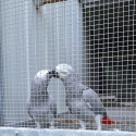 2024 African grey's