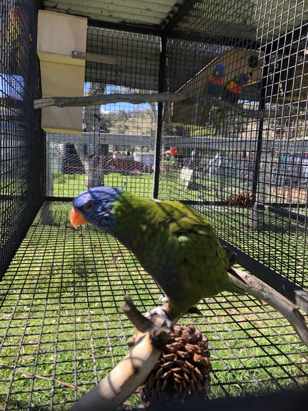 WANTED MALE LORIKEET
