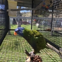 WANTED MALE LORIKEET