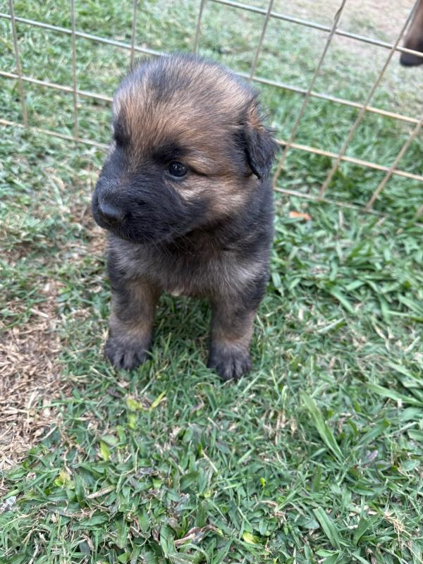 EOI - German x Swiss Shepherd Puppies
