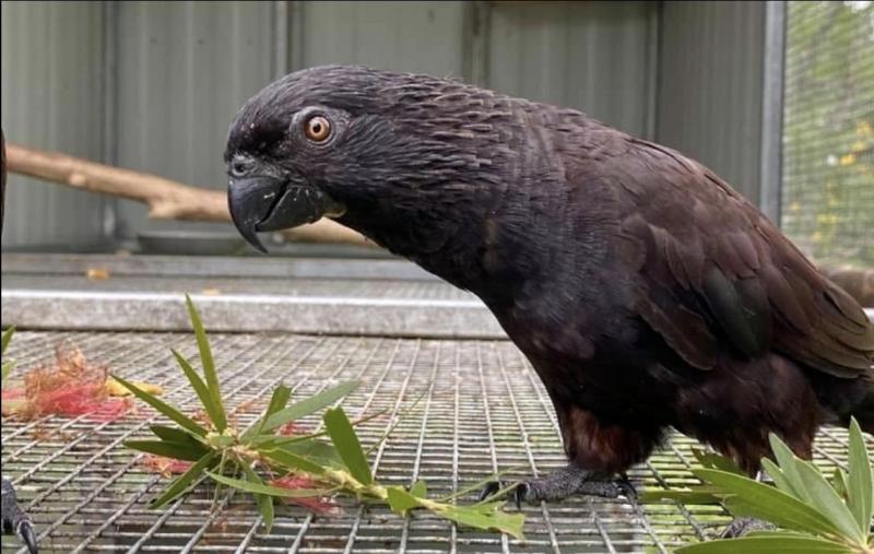 Black Lories pair plus cock