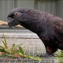Black Lories pair plus cock