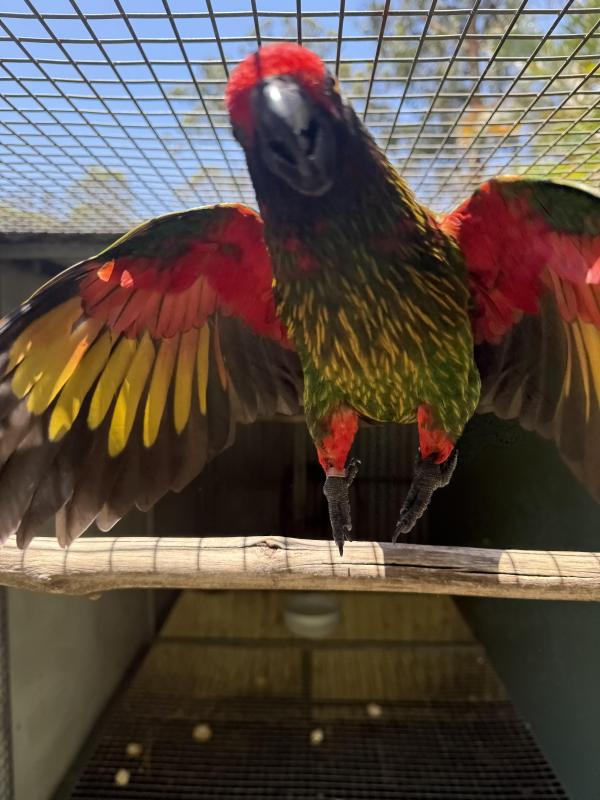 Yellow streak Lories