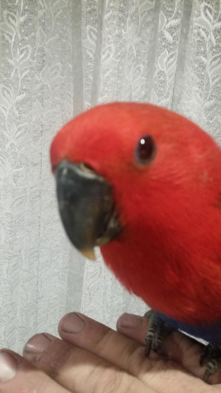 Handraised  female Eclectus