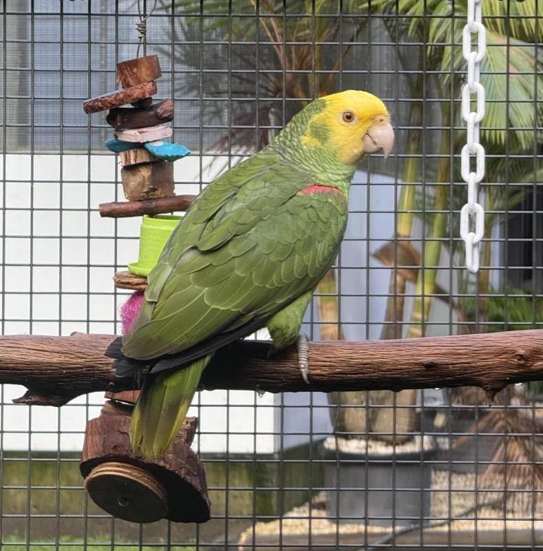Pure Magna Double Yellow head Amazon cock hand reared
