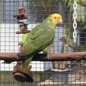 Pure Magna Double Yellow head Amazon cock hand reared