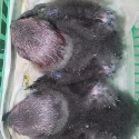 Baby female  Eclectus