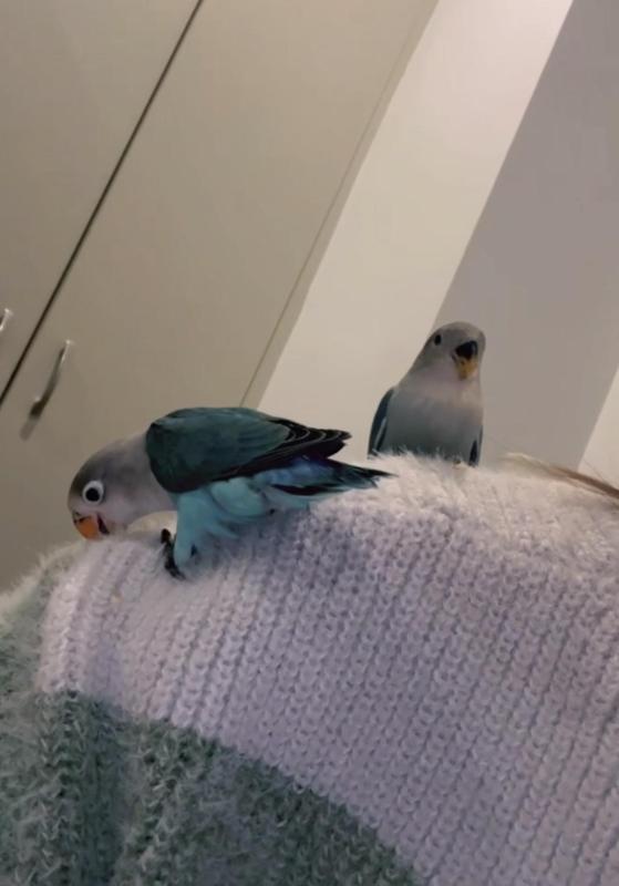 Lovebirds