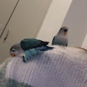 Lovebirds