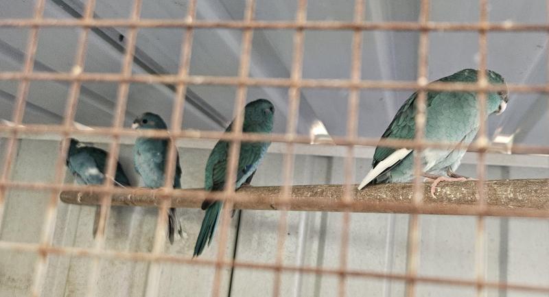 Blue pied kakariki