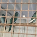 Blue pied kakariki