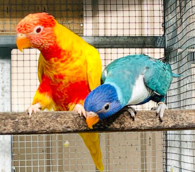 Blue Rainbows Possible split blue split dilute split pied rainbows