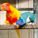 Blue Rainbows Possible split blue split dilute split pied rainbows